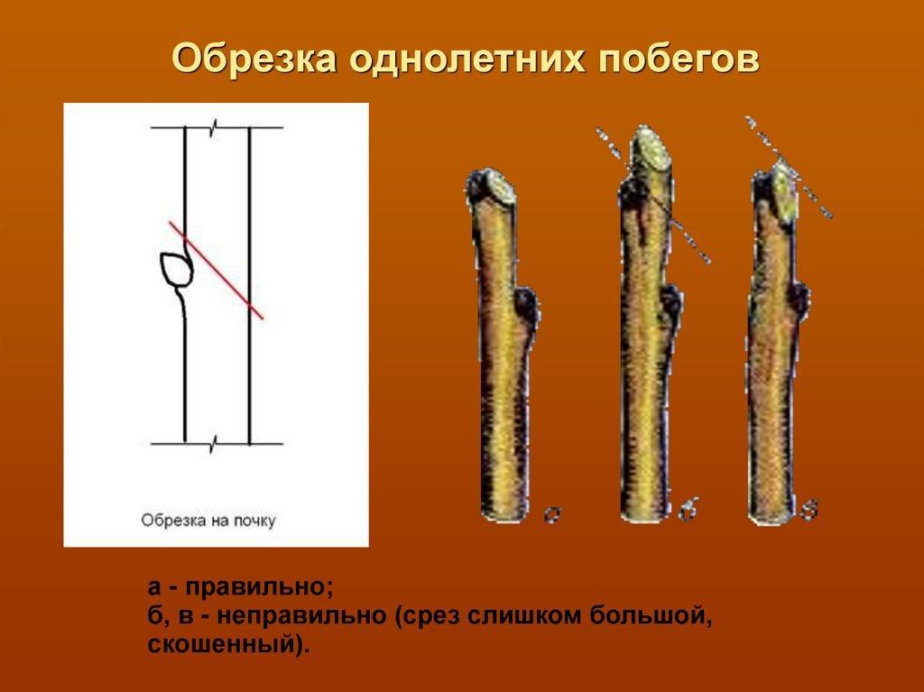 Сделайте рисунок однолетнего побега