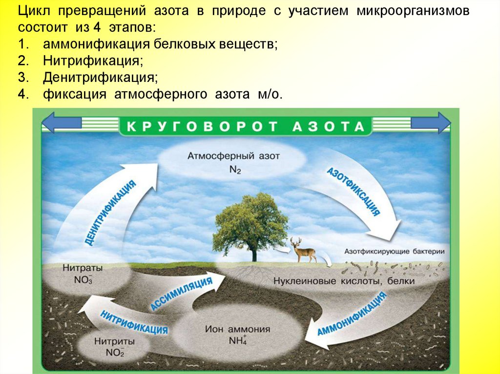 Денитрификация круговорот азота. Аммонификация в круговороте азота. Цикл азота в природе.