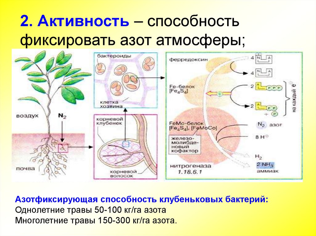 Превращение азота микроорганизмами. Этапы превращения микроорганизмами соединений азота. Роль микроорганизмов в превращении азота. Роль микроорганизмов в круговороте азота.