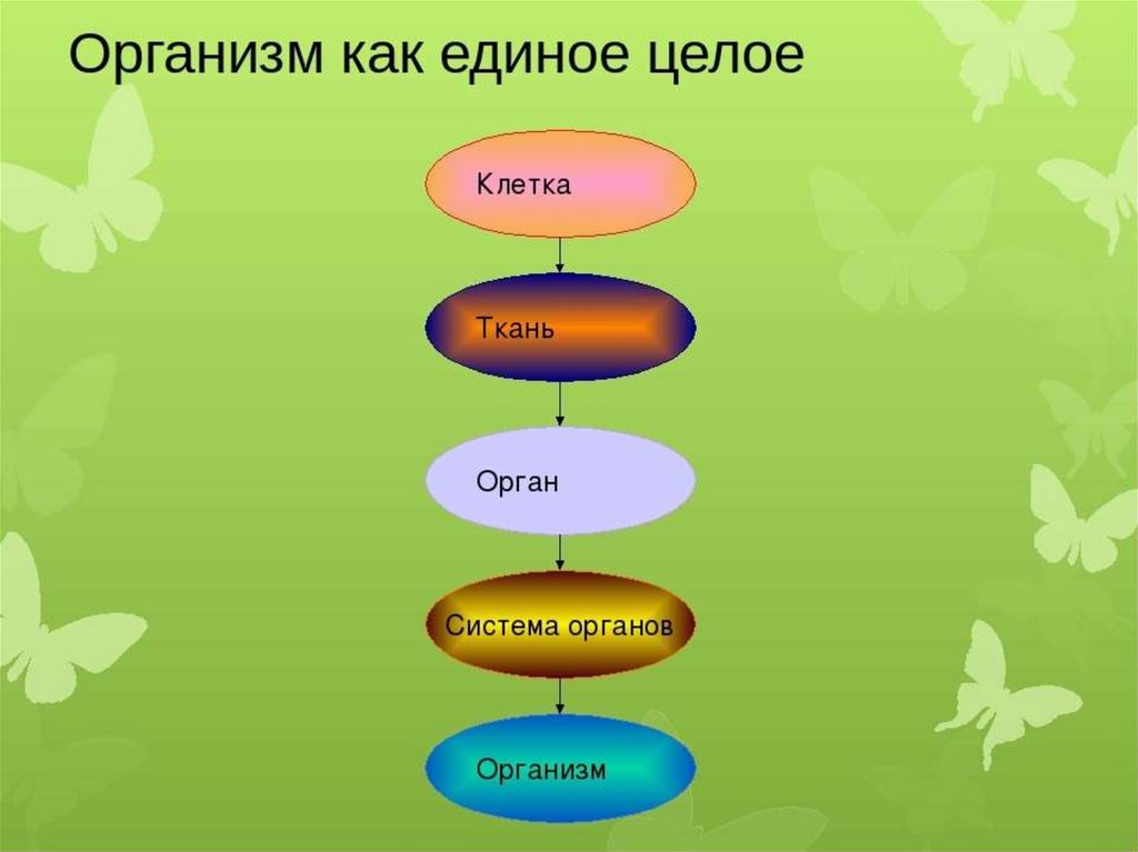 Соединение в единое целое. Организм единое целое. Организм единое целое схема. Наш организм единое целое. Организм как единое целое 6 класс.