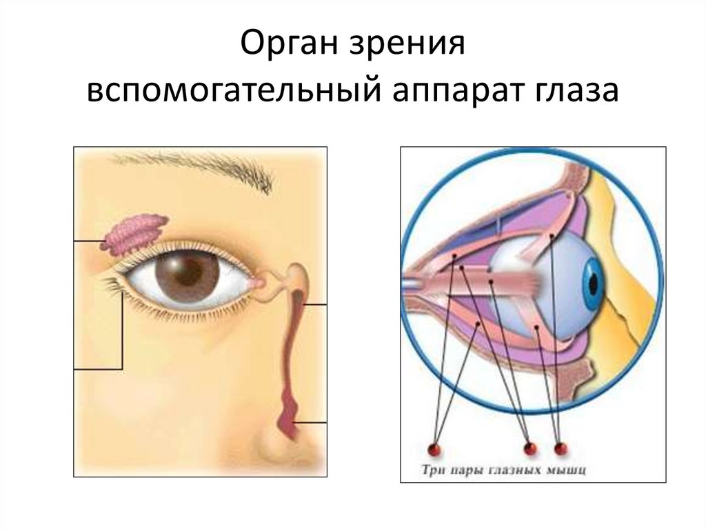 Слезные железы вспомогательный аппарат. Вспомогательный аппарат зрительного анализатора. Зрительный анализатор вспомогательный аппарат глаза. Вспомогательный аппарат глаза анатомия. Орган зрения глазное яблоко и вспомогательный аппарат.