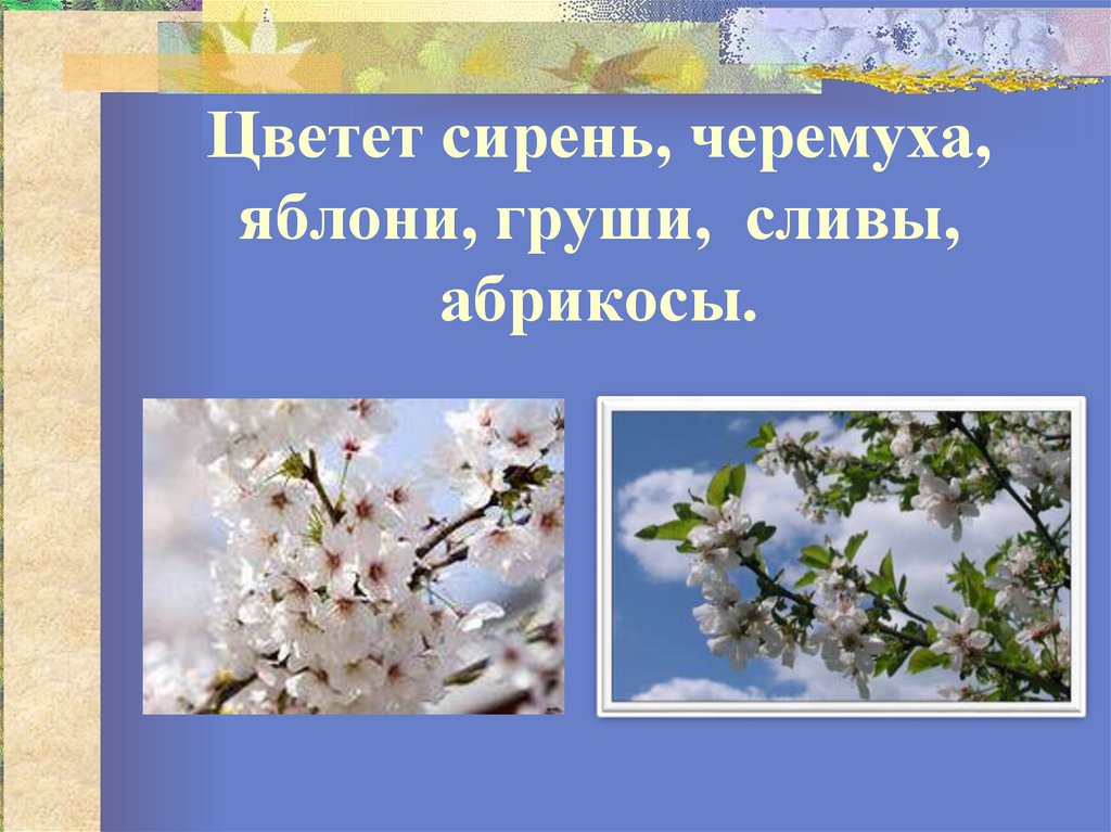 Когда яблони цветут всем девчонкам нравится. Черемуха яблоня сирень. Черемуха и сирень отличия. Цветет черемуха яблоня сирень. Цветущая вишня и черемуха разница.