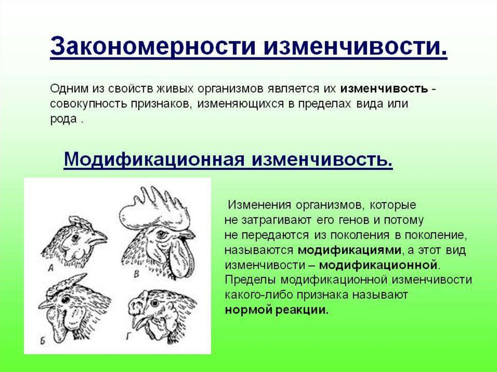 Презентация по биологии изменчивость - 95 фото