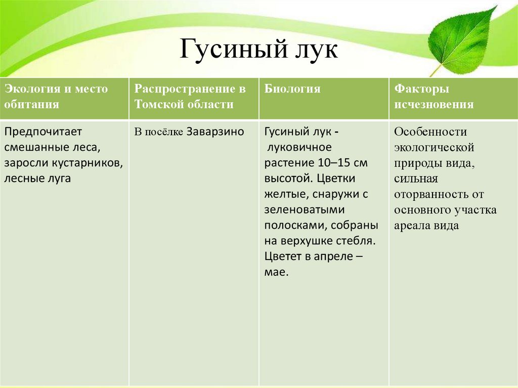 Гусиный лук