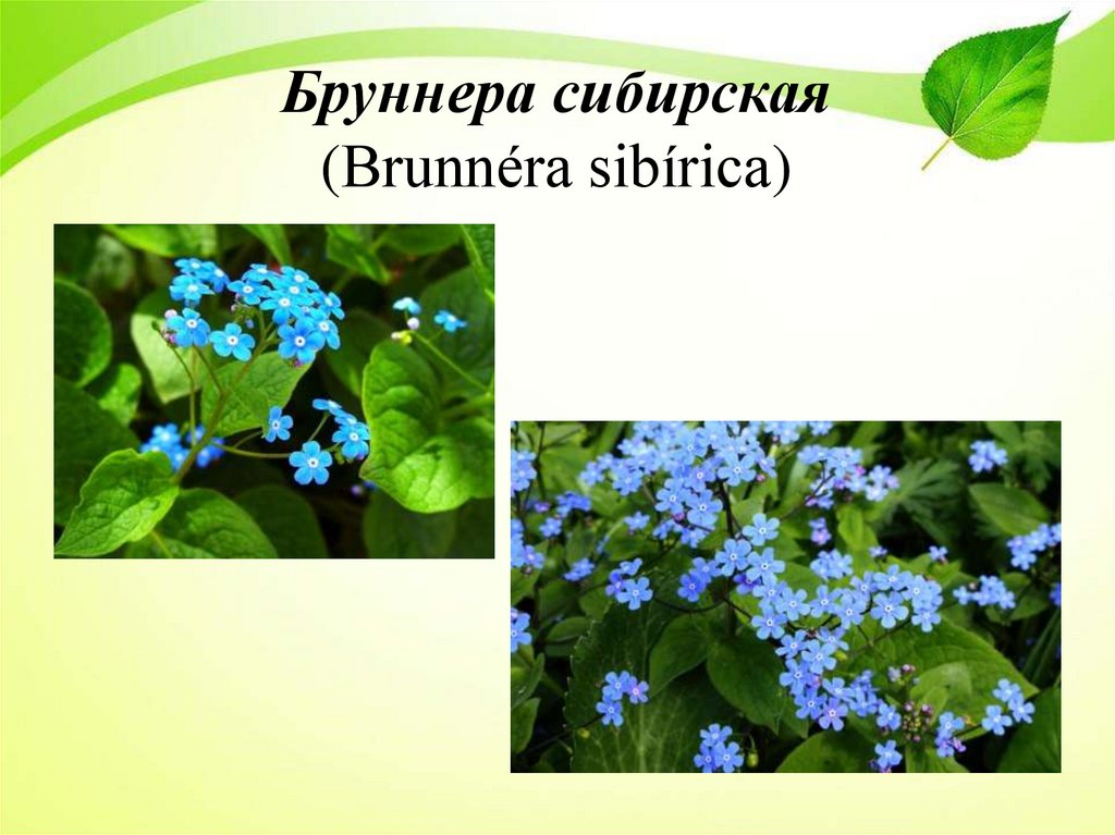 Бруннера сибирская (Brunnéra sibírica)