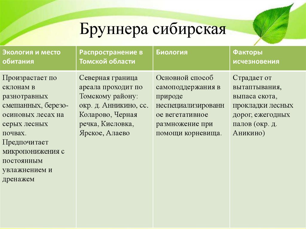 Бруннера сибирская