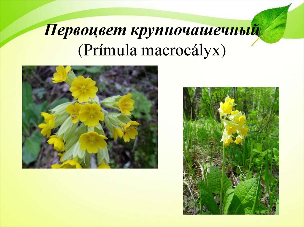 Первоцвет крупночашечный (Prímula macrocályx)