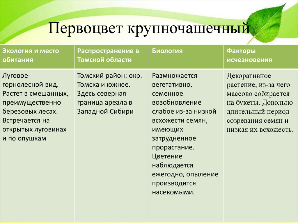 Первоцвет крупночашечный
