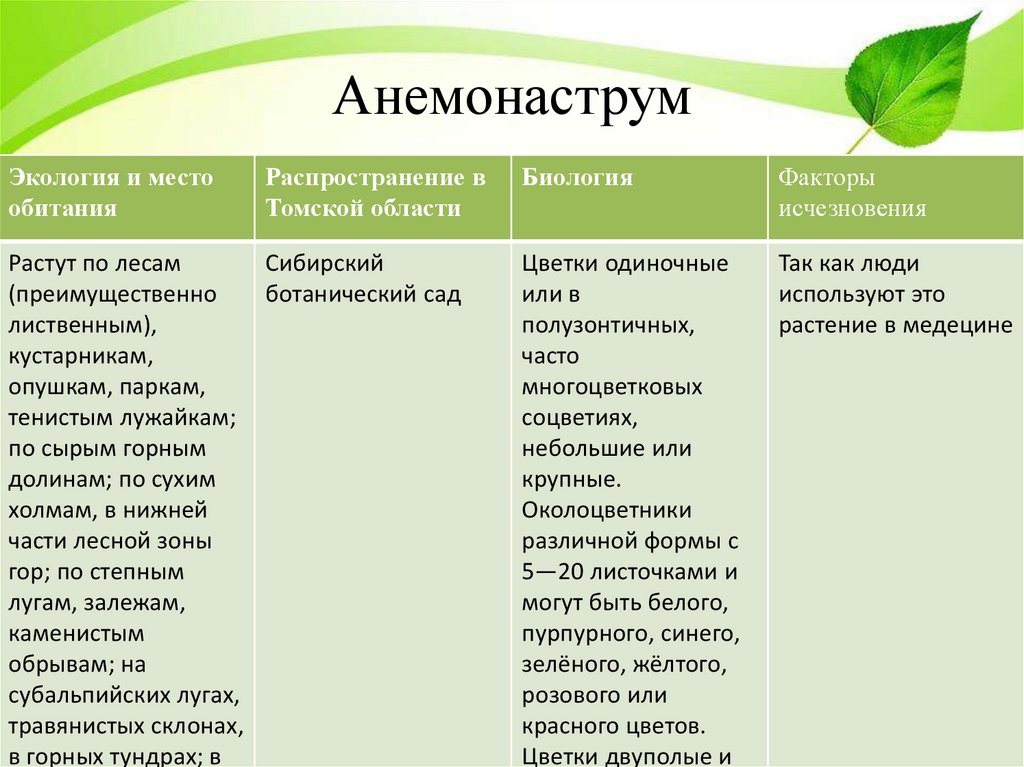 Анемонаструм