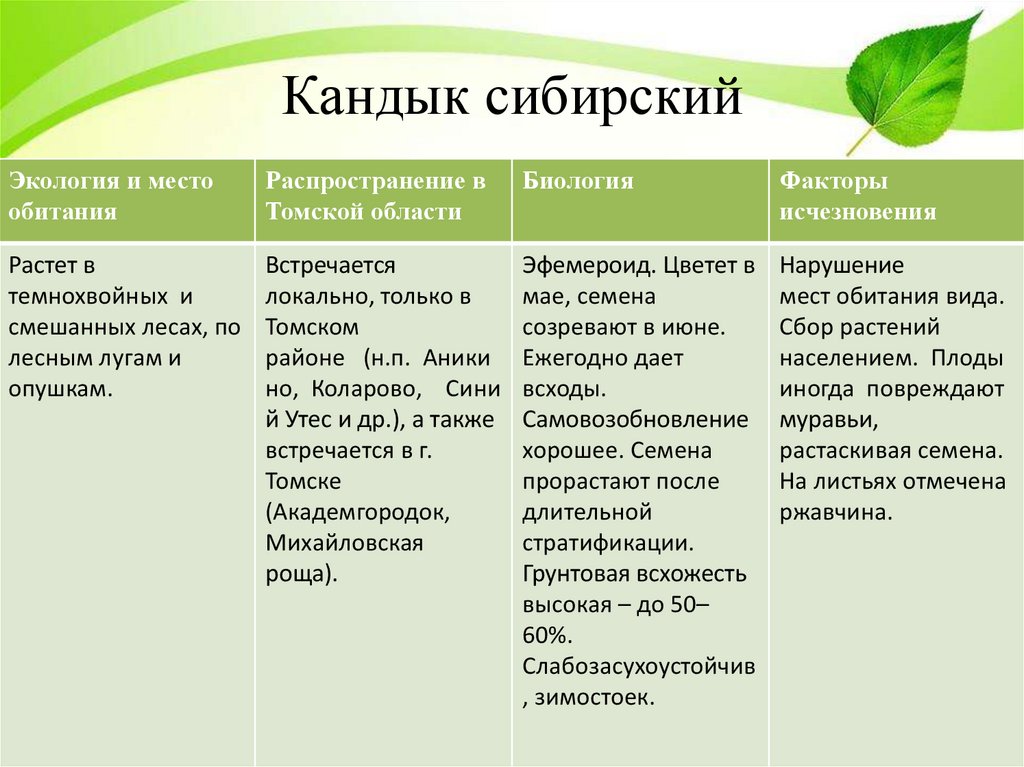 Кандык сибирский