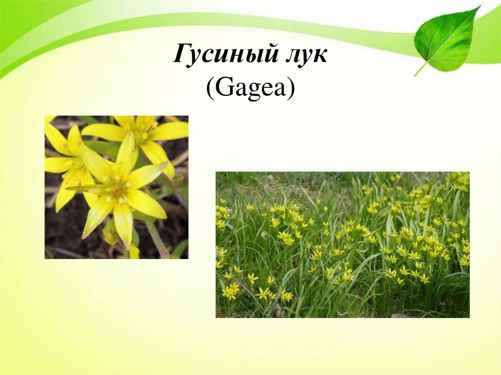 Гусиный лук (Gagea)