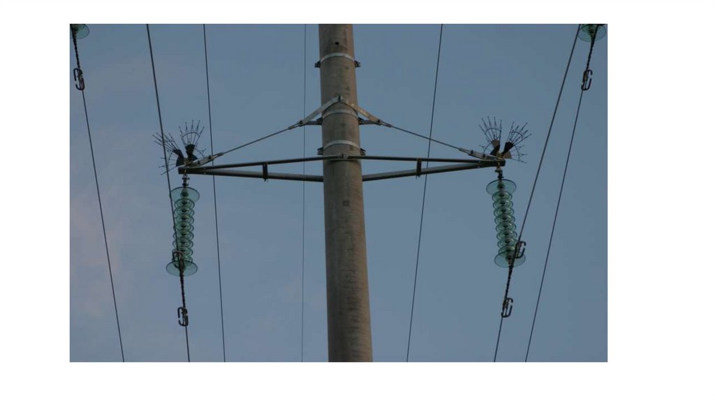 Птицезащитное устройство (ПЗУ) - презентация онлайн