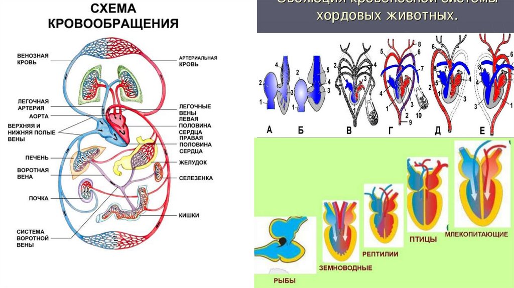 Сходства кровеносной системы рыб и земноводных. Сходства кровеносной системы рыб и земноводных