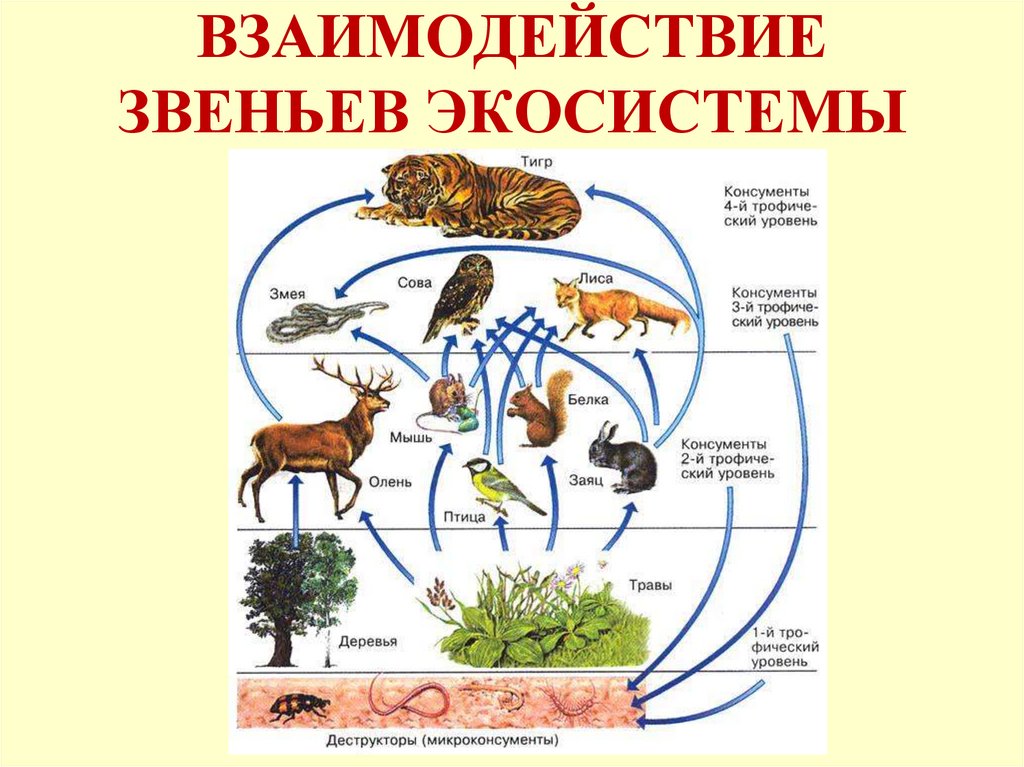 Взаимодействие организмов в природном сообществе 5 класс. Звенья экосистемы. Взаимодействие экосистем. Звенья цепи экосистемы. Основные звенья биогеоценоза.