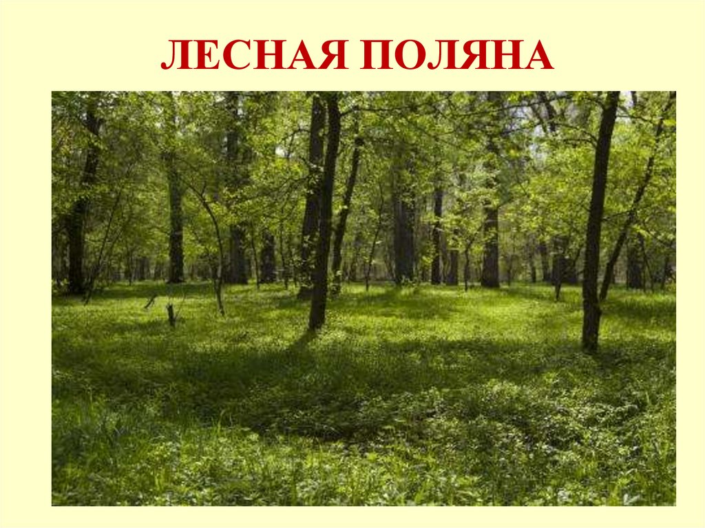 Экскурсии в природные сообщества родного края 4 класс презентация