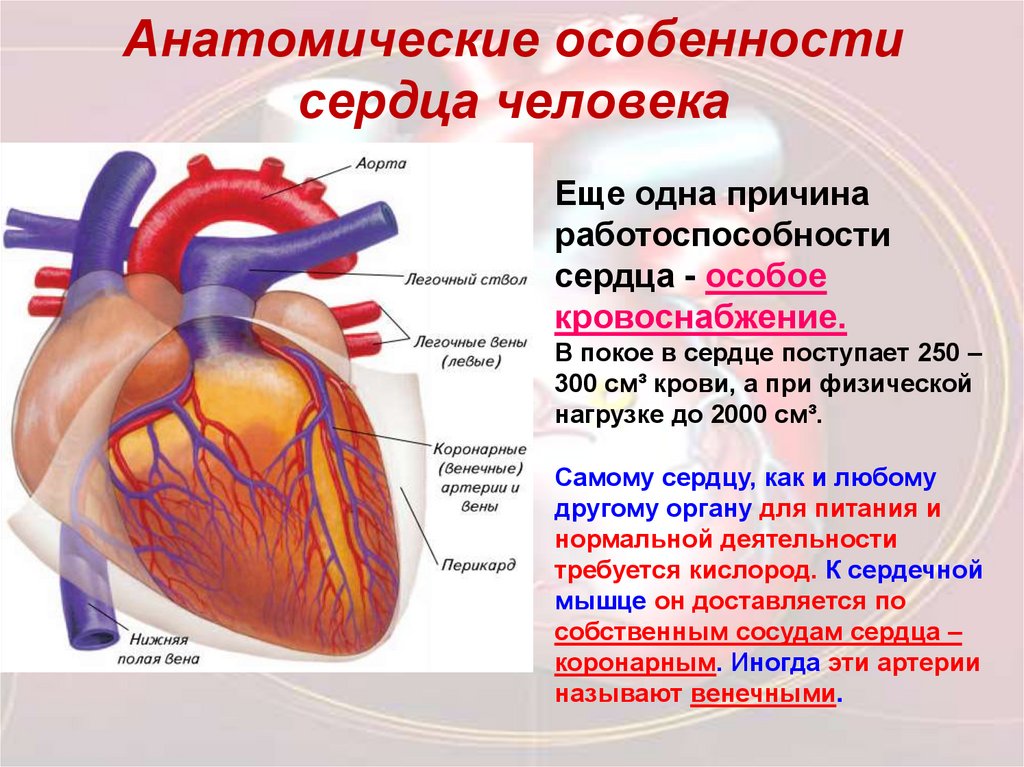 Сердце презентация 8 класс биология