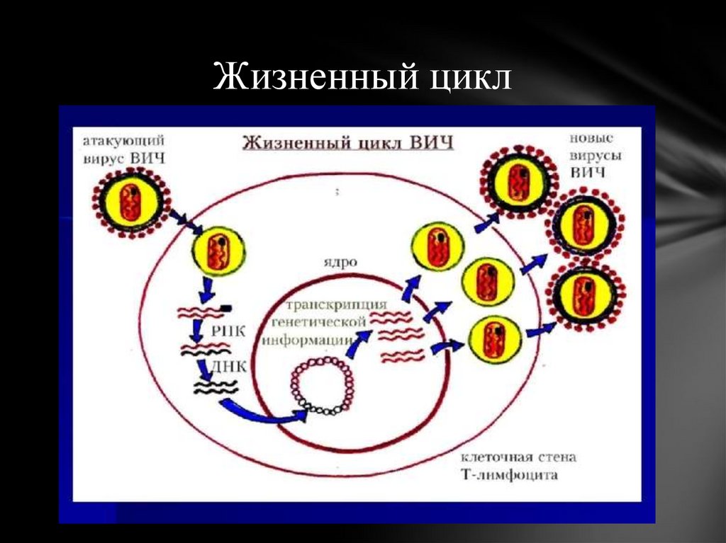 Последовательность жизненного цикла вирусов