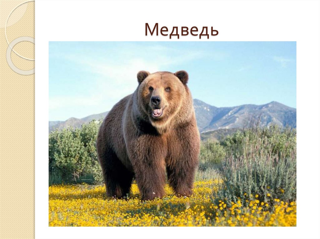 Медведь