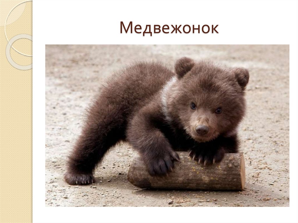 Медвежонок