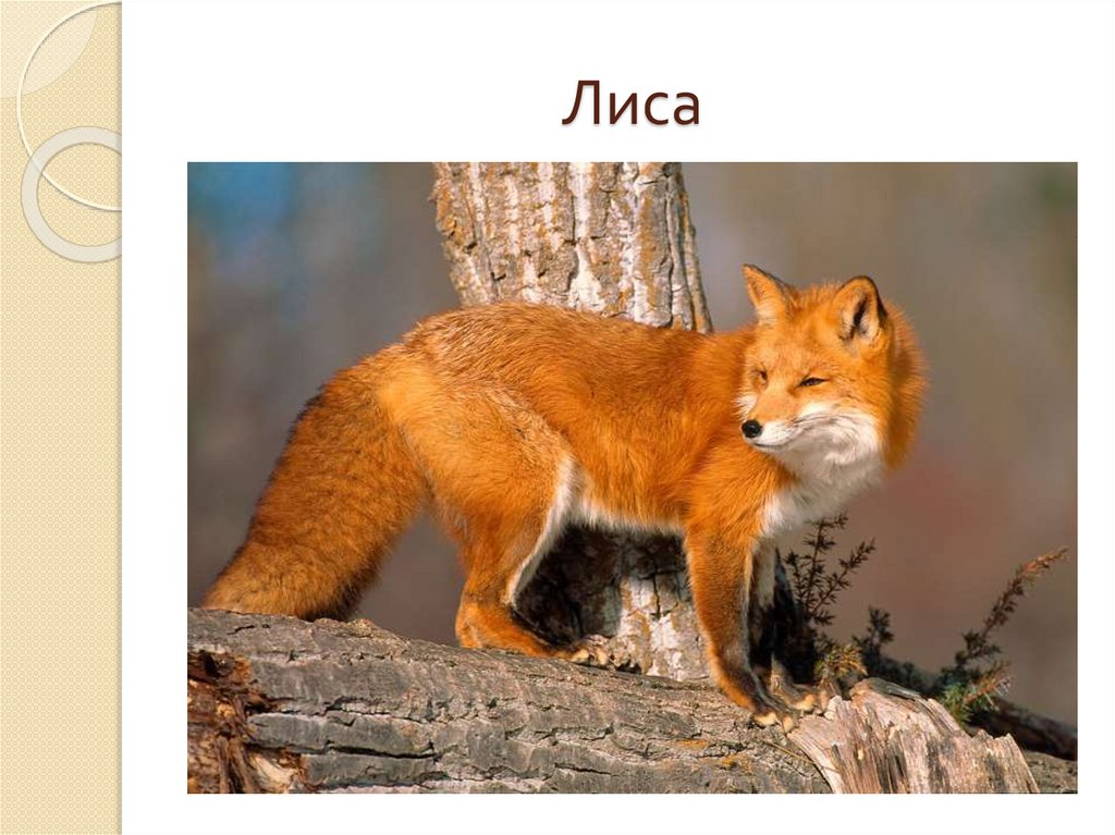 Лиса