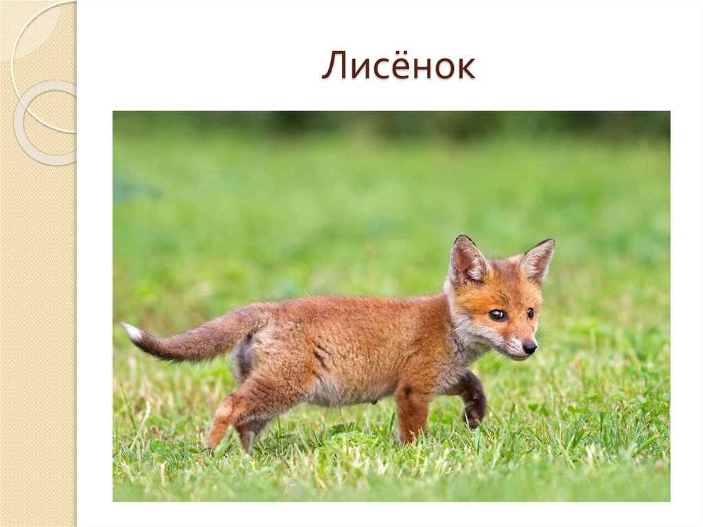 Лисёнок
