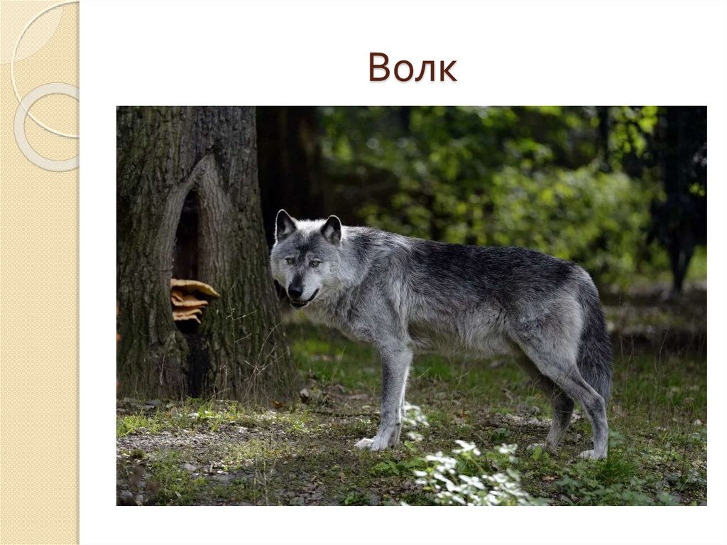 Волк
