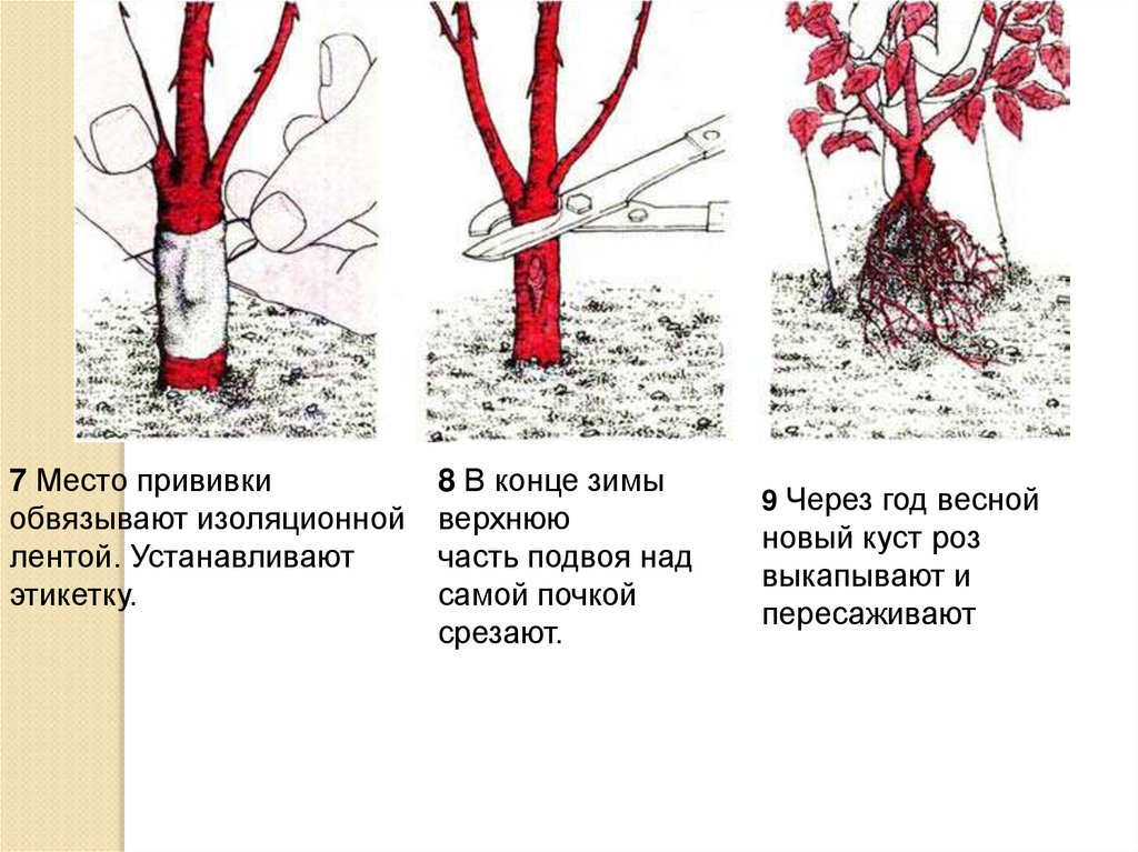 Почему нельзя мочить место прививки. Привить розу на шиповник. Размножение роз прививкой. Подвой для роз. Прививка роз весной.