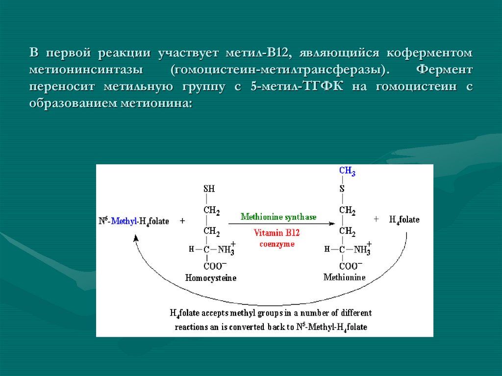 Гомоцистеин биохимия. Гомоцистеинметилтрансфераза реакция. Реакции в12 в качестве кофермента. Фермент метилтрансфераза субстрат. Орнитиновый цикл биохимия реакции.