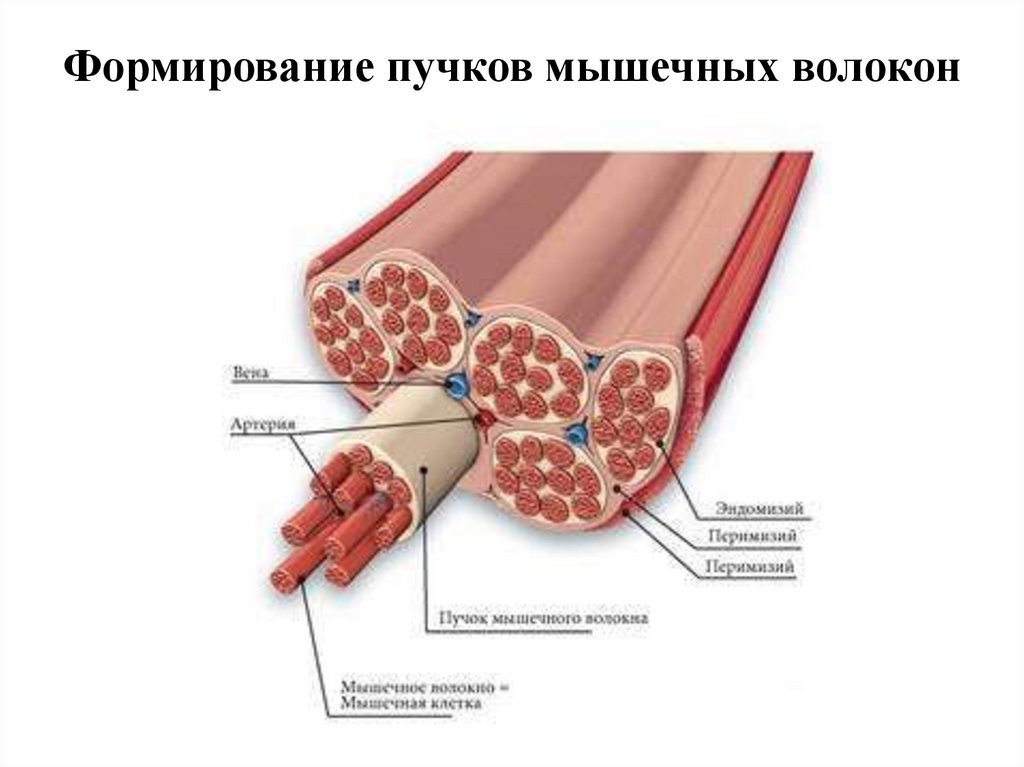 Пучки мышц. Пучок мышечных волокон. Строение мышечного пучка. Мышца пучок мышечных волокон мышечное волокно.