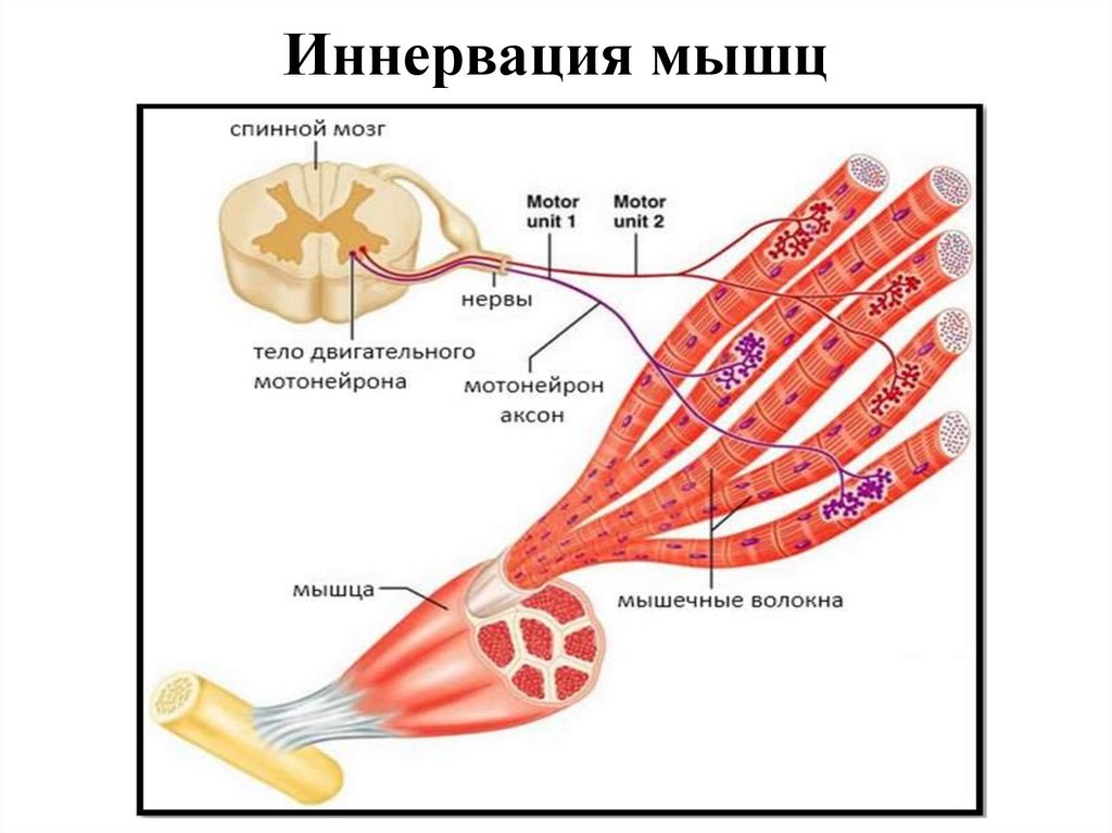 Иннервация это простыми словами. Иннервация скелетных мышц. Иннервация мышечных волокон.