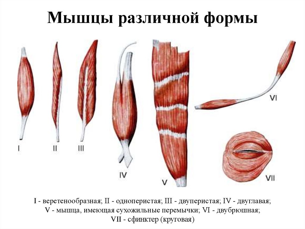 Кольцевые мышцы фото