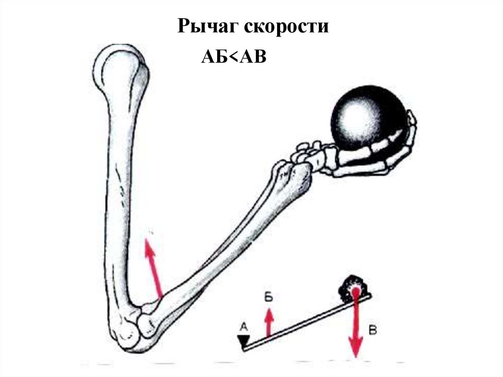 Рычаги в теле человека картинки