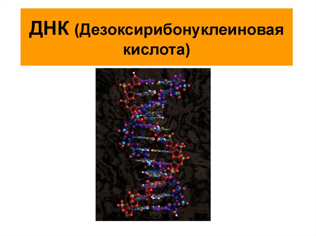 30 днк. Дезоксирибонуклеиновая кислота. Дезоксирибонуклеиновая кислота презентация. ДНК компьютер. Дезоксирибонуклеиновая кислота загадка.