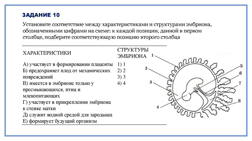 Установите соответствие между характеристикой структуры белка. Установите соответствие между характеристиками и структурами. Установите соответствие между структурами и зародышевыми листками. Установите соответствие между характеристиками и слоями кожи. Установите соответствие между структурой листа.