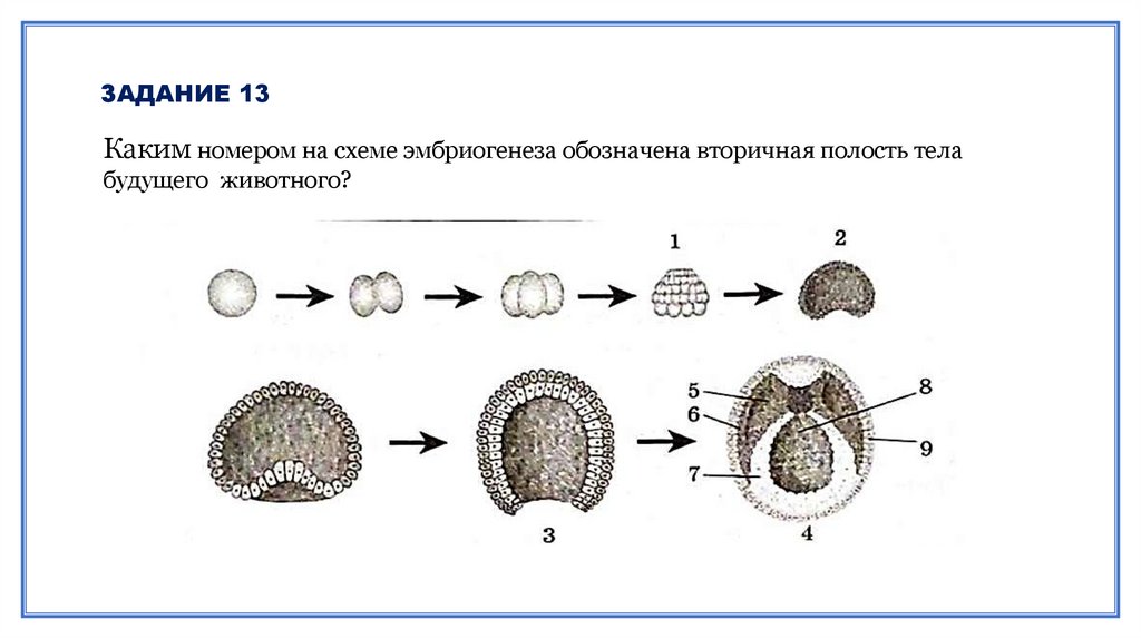 Схема эмбриогенеза. Эмбриогенез животных. Эмбриогенез рисунок с подписями. Эмбриогенез человека.