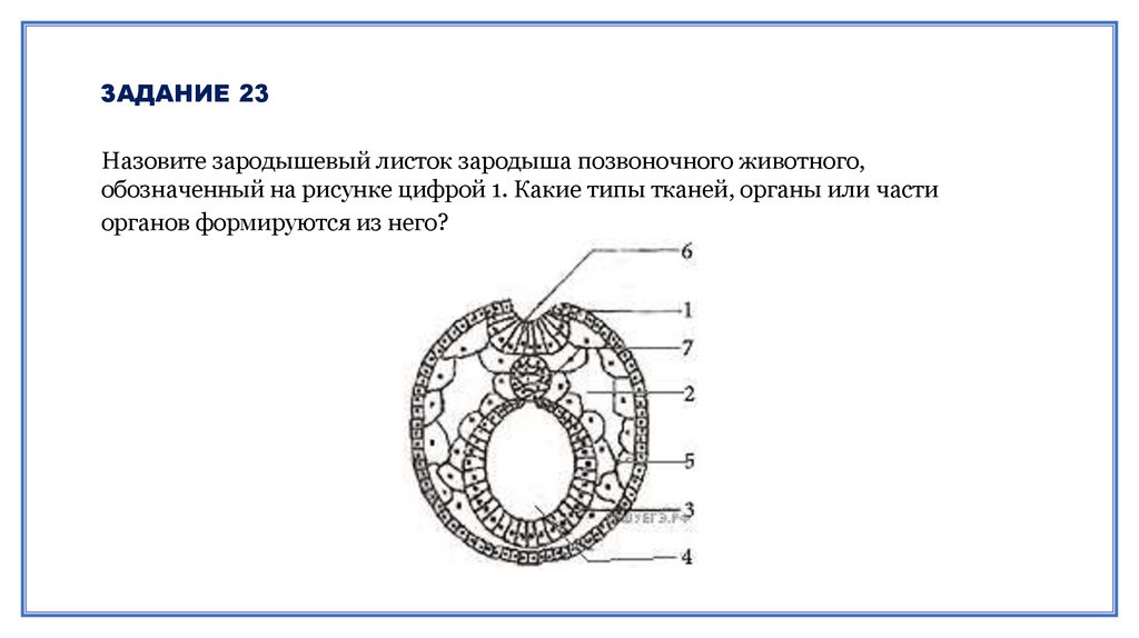 Эмбриогенез презентация 10 класс профильный уровень