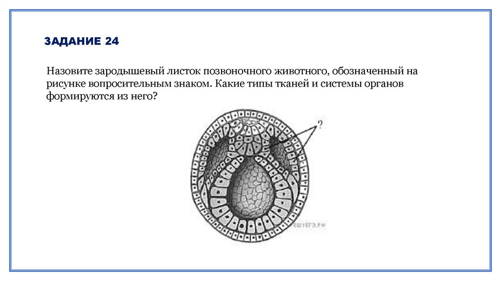 Зародышевые листки кости