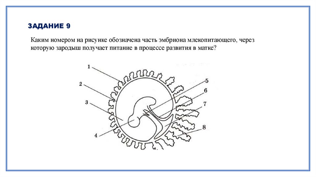 Эмбриогенез картинки егэ