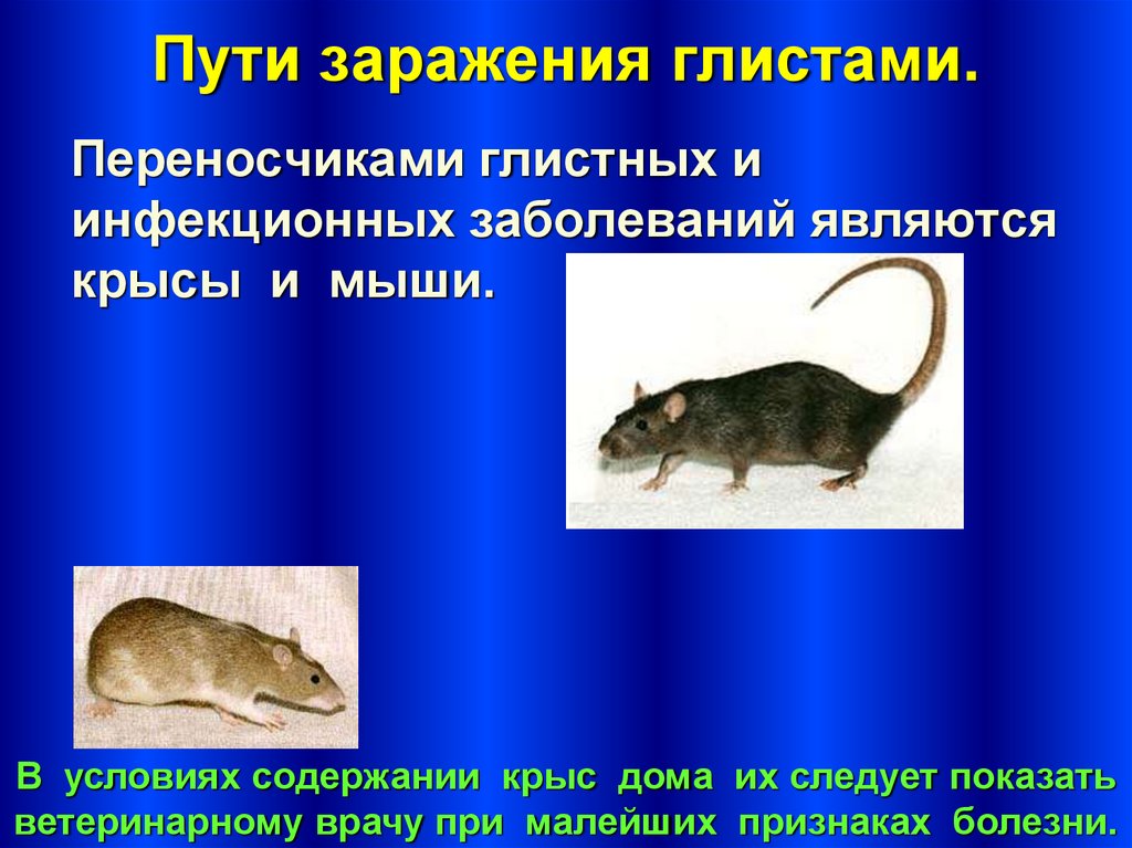 Мыши какие болезни. Мыши переносчики заболеваний. Крысы переносчики болезней. Мыши Грызуны переносчики инфекций. Грызуны переносчики инфекционных заболеваний.