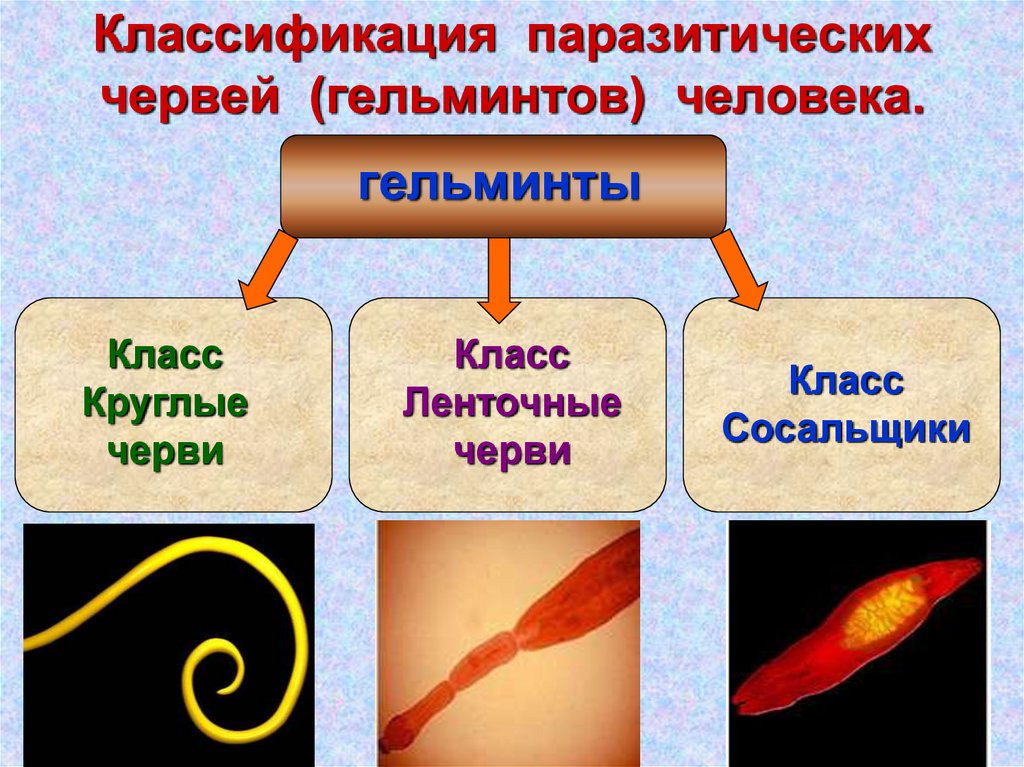 Наличие паразитов какой фактор. Плоские черви систематика гельминтов. Виды гельминтов паразитирующих в организме людей. Тип классы червей паразитов. Класс паразитические круглые черви.