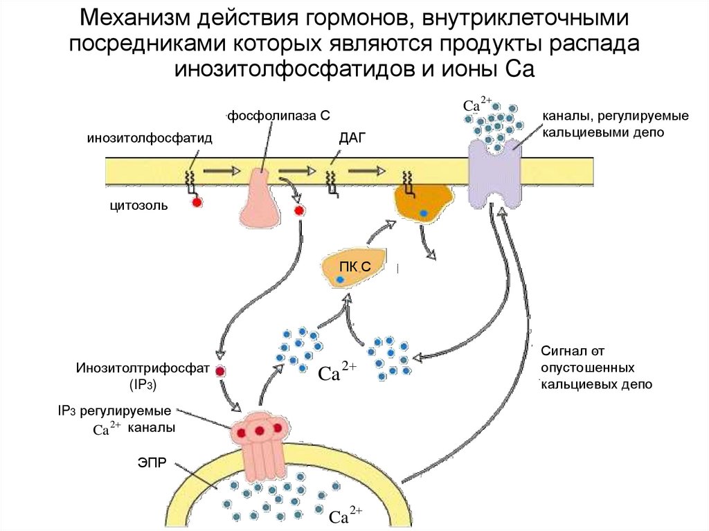 Механизм действия гормонов, внутриклеточными посредниками которых являются продукты распада инозитолфосфатидов и ионы Ca