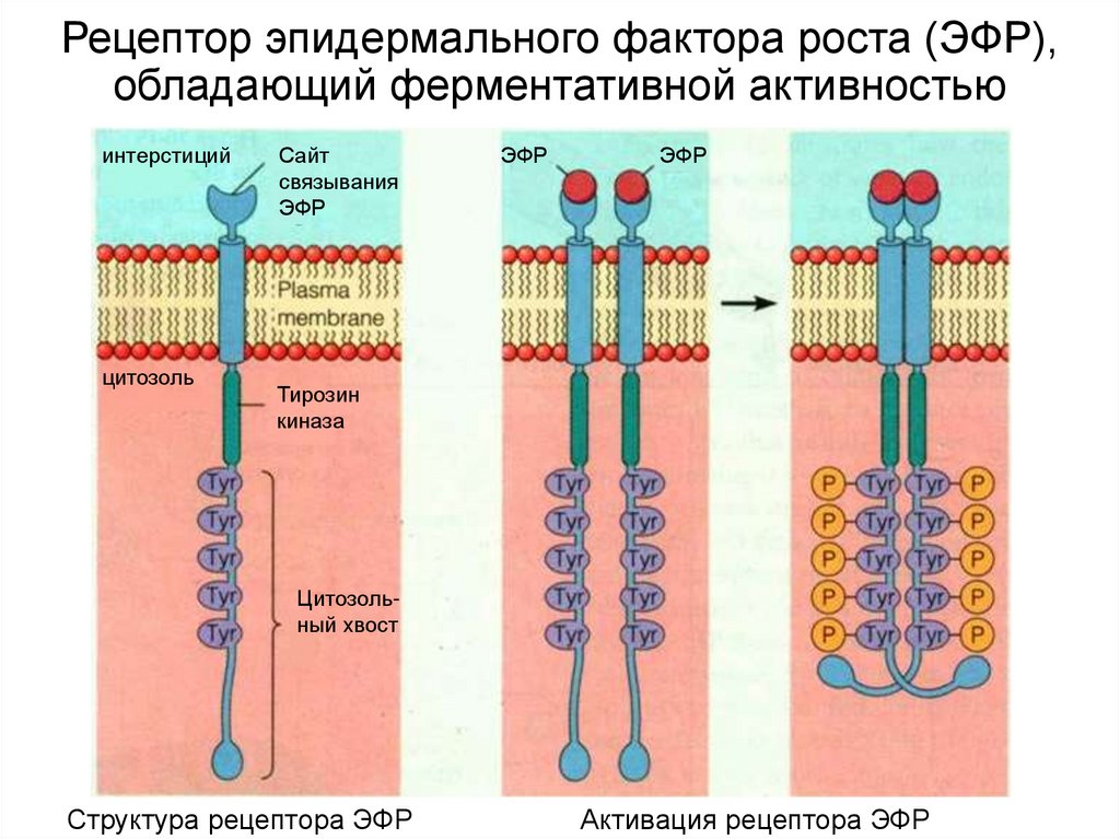 Рецептор эпидермального фактора роста (ЭФР), обладающий ферментативной активностью