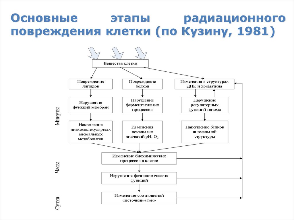Основные этапы радиационного повреждения клетки (по Кузину, 1981)