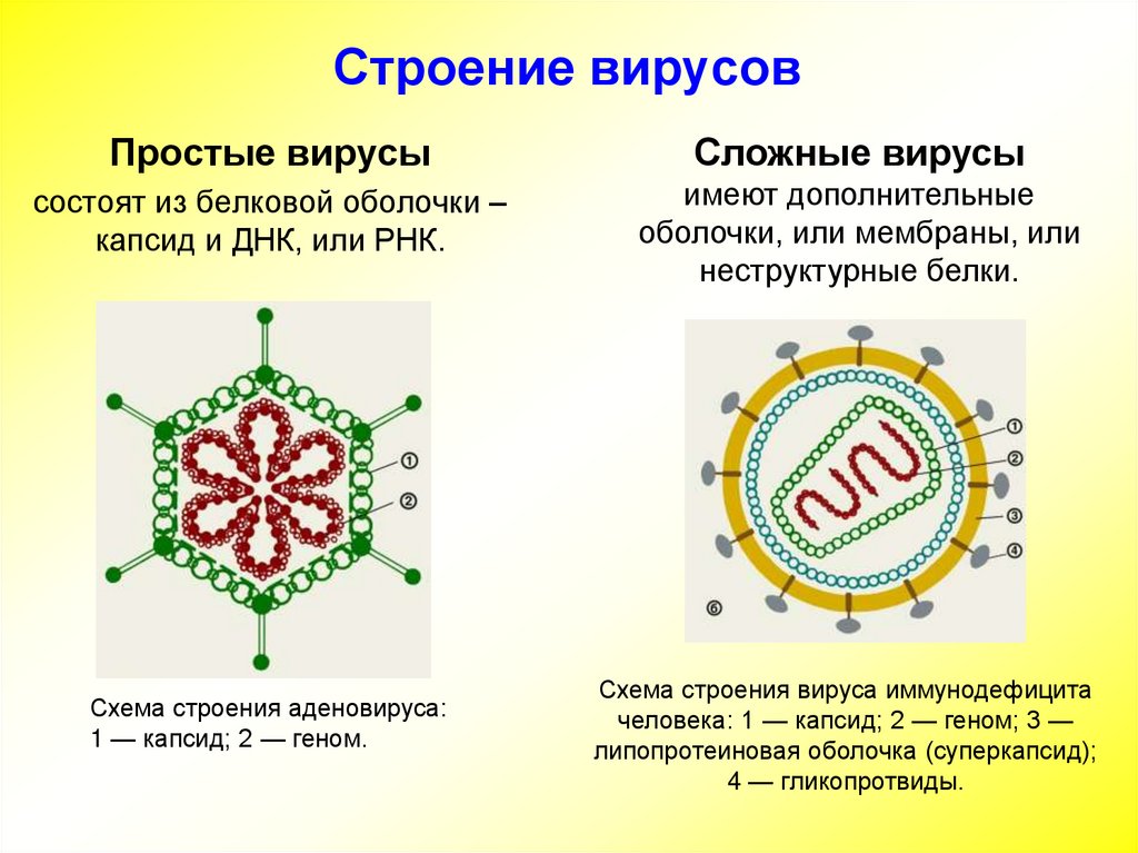 4 строение вирусов