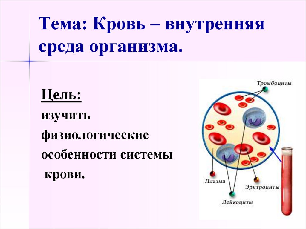 Какая внутренняя среда организма. Функции крови как внутренней среды организма. Система крови состав и функции крови. Кровь как внутренняя среда организма функции крови. Кровь как внутренняя среда организма ее функции и состав.