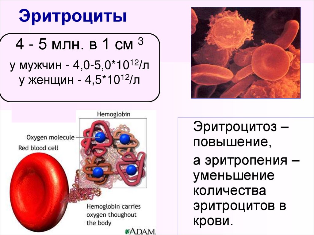 Эритроциты сильно повышены. Состав крови эритроциты функции. Эритроциты мм3 в крови. Эритроциты в крови4.09. Нормы крови физиология.
