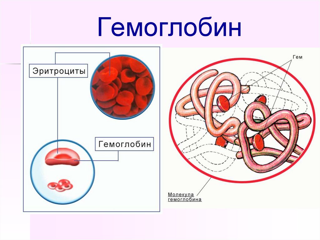 Рисунок эритроцита. Строение эритроцита человека схема. Гемоглобин. Строение эритроцита и гемоглобина. Что такое гемоглобин у человека.