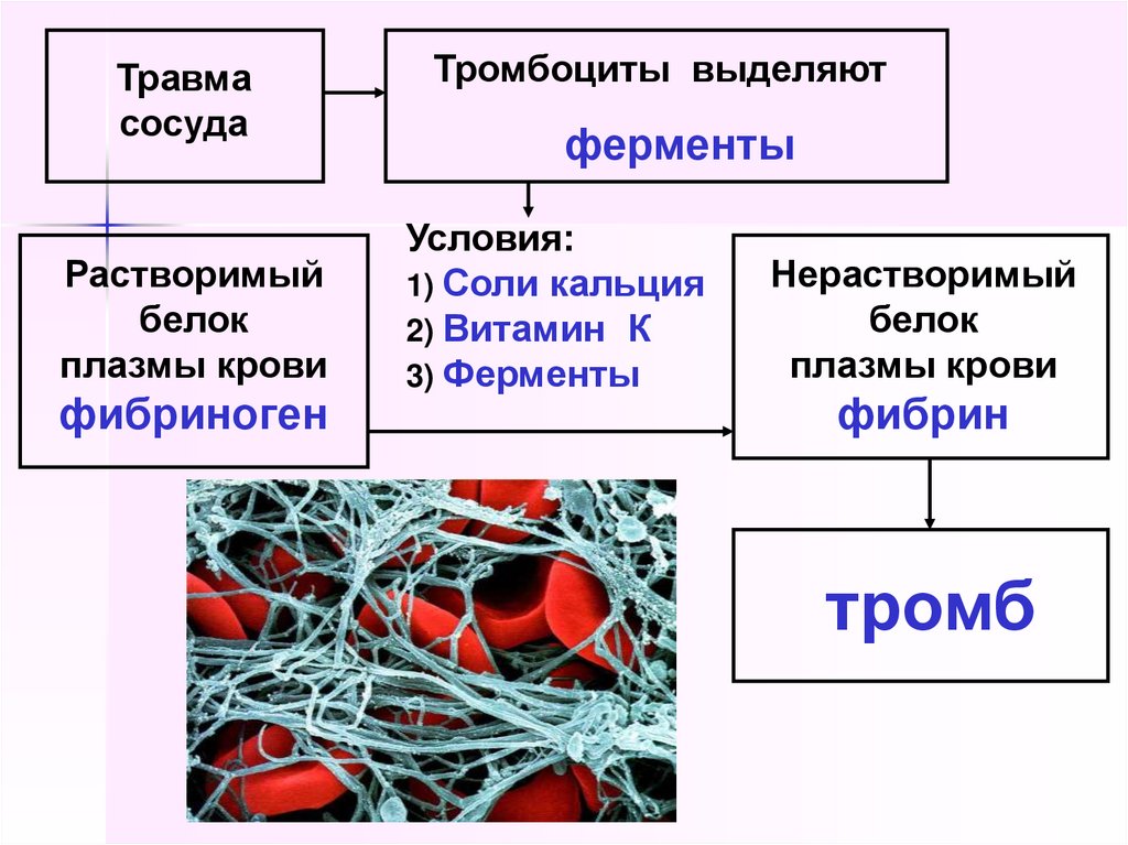 Состав белков плазмы крови входят
