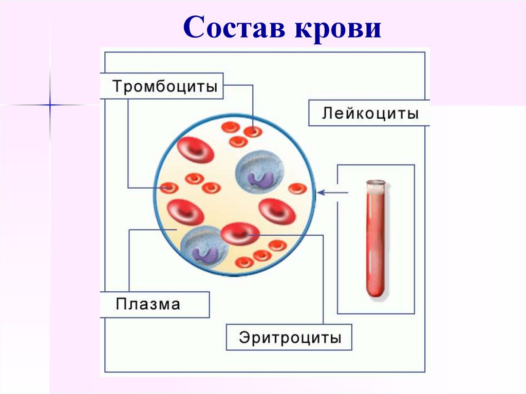 Номером на рисунке обозначена плазма крови. Клетки крови эритроциты лейкоциты тромбоциты рисунок. Схема кровь плазма кровяные клетки. Эритроцит рисунок анатомия. Строение клеток крови рисунок.