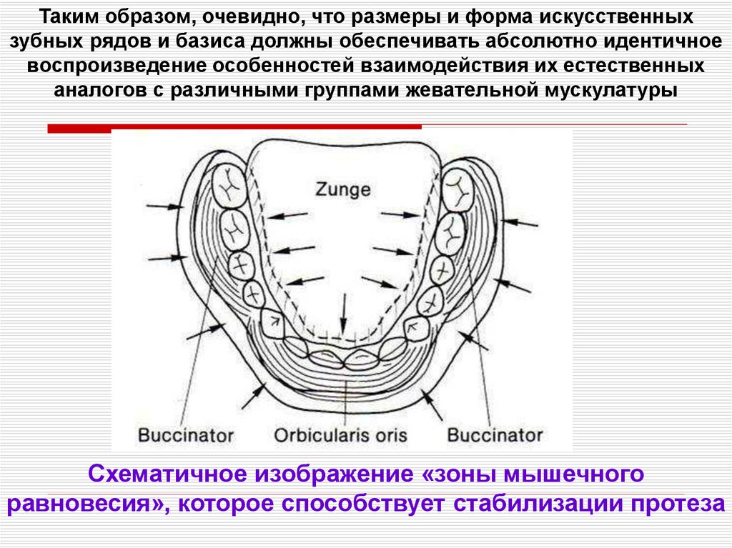 Клинико лабораторные этапы полного съемного протеза